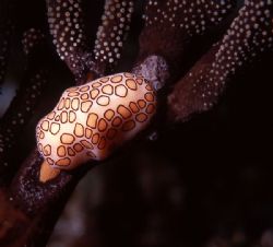 Among the soft corals found off the Cayman Islands a popu... by Jerry Hamberg 